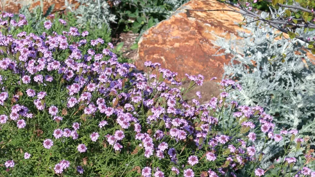 Lilac verbena in the California Gardenscapes area of San Diego Botanic Garden, Encinitas