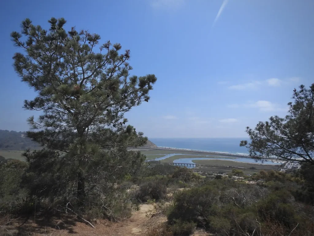 A Torrey Pine Tree at Torrey Pines State Natural Reserve Extension