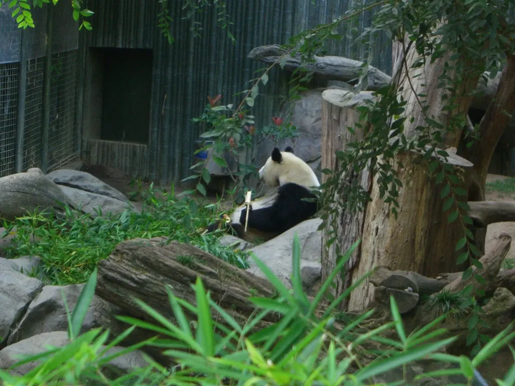 Giant panda in San Diego Zoo, a stop in our christmas lights San Diego guide