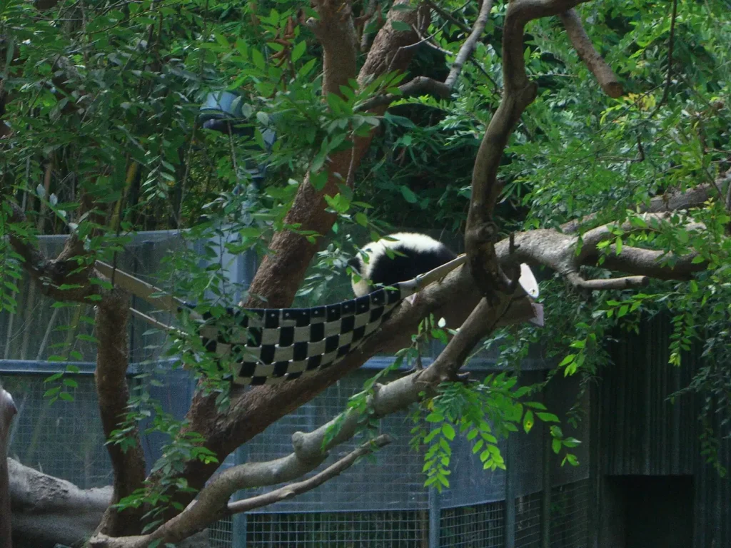 Things to Do in San Diego With Kids: Ailuropoda melanoleuca in San Diego Zoo - 16