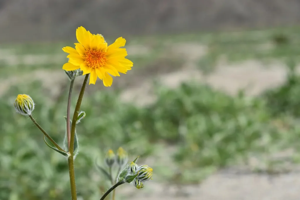 The "super bloom" in Ana Borrego Desert State Park