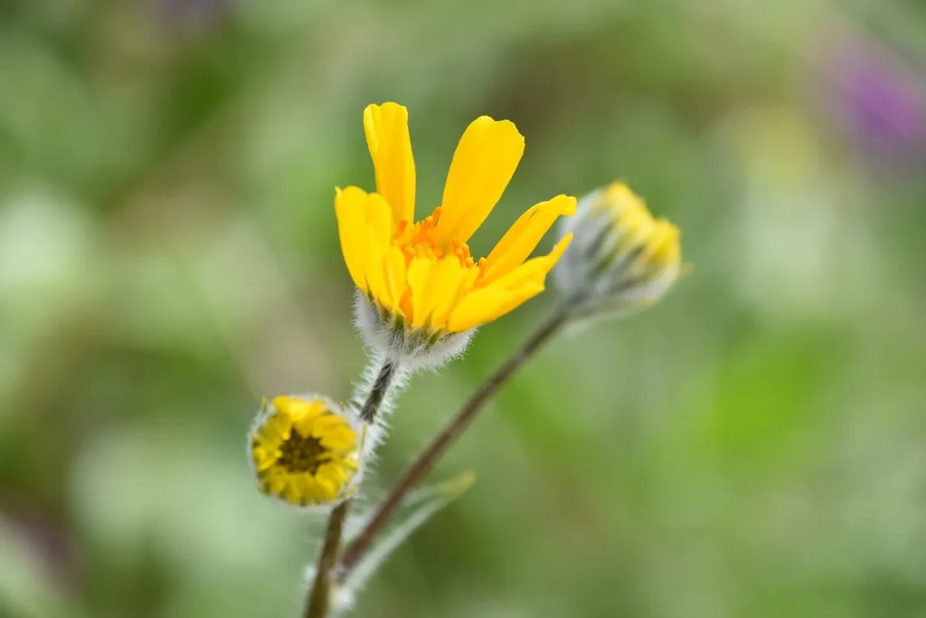 Anza-Borrego Desert Wildflowers