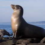 La Jolla Cove Guide: Sea Lions, Tide Pools & Parking