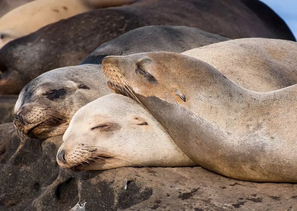 California sea lions in La Jolla, La Jolla Cove