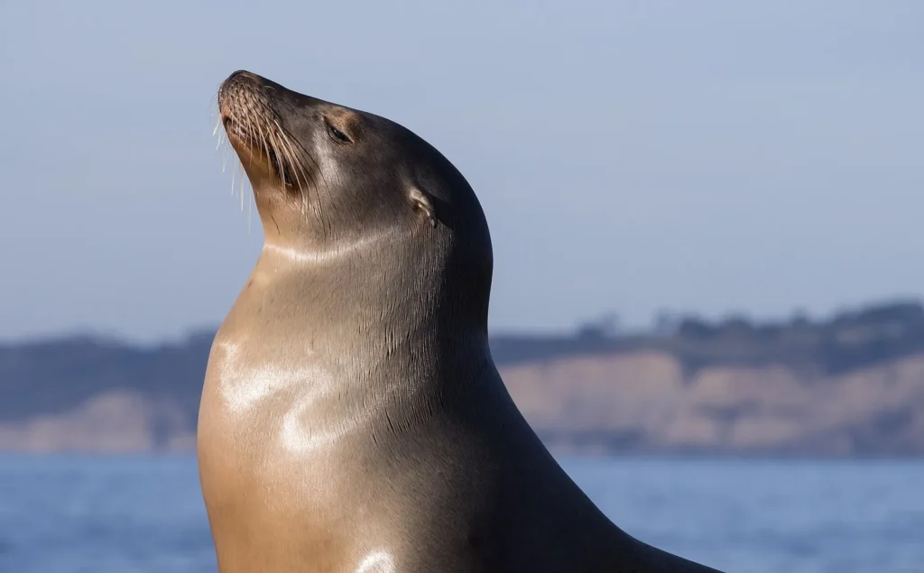 California sea lions in Scripps Park in La Jolla