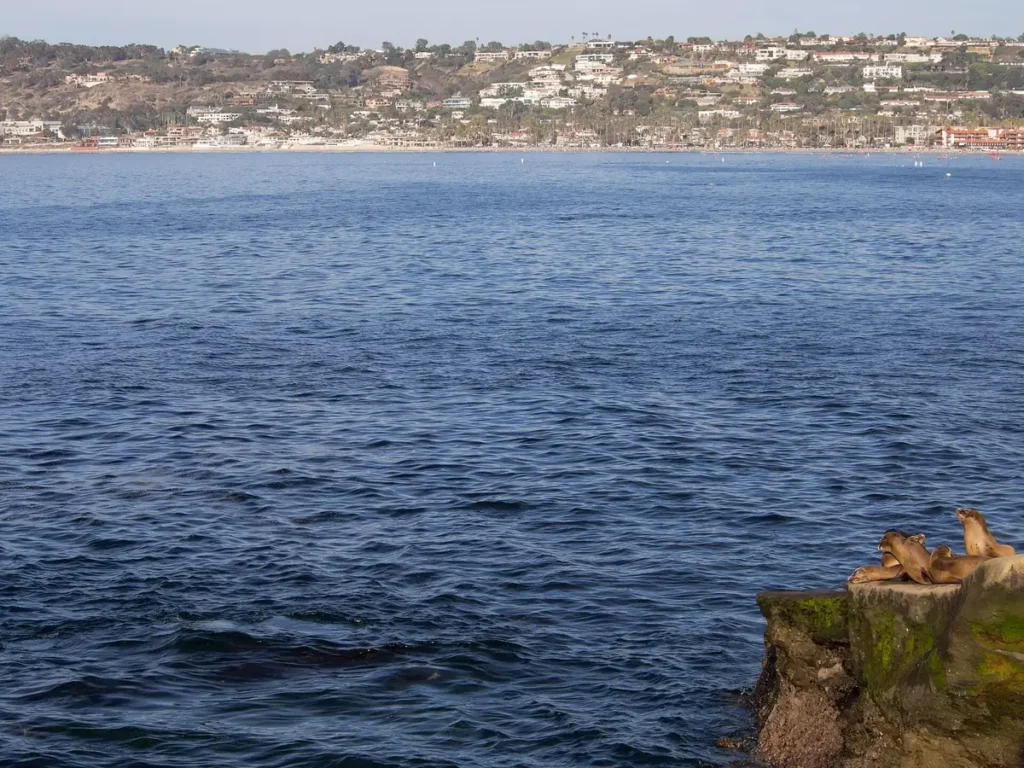 California sea lions in La Jolla
