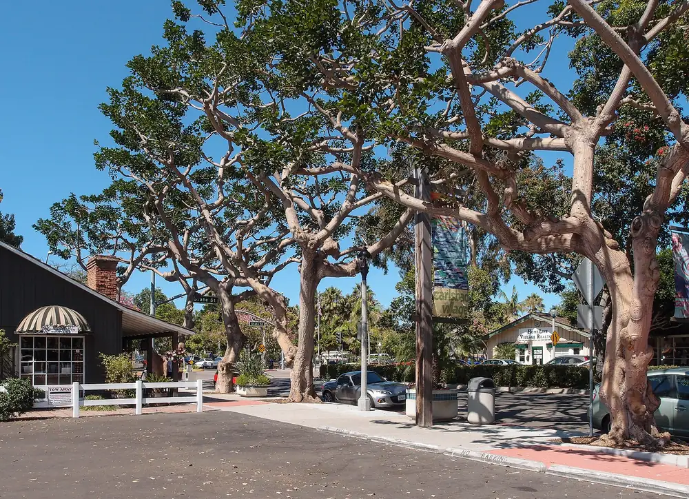 Cityscape of Carlsbad with typical trees