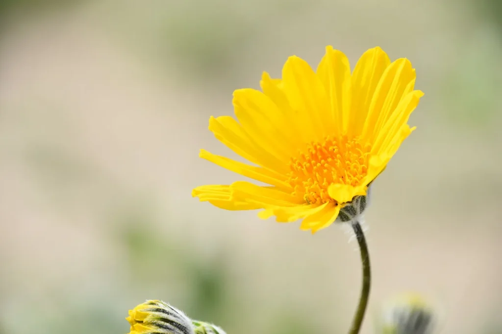 Desert sunflower in Anza-Borrego