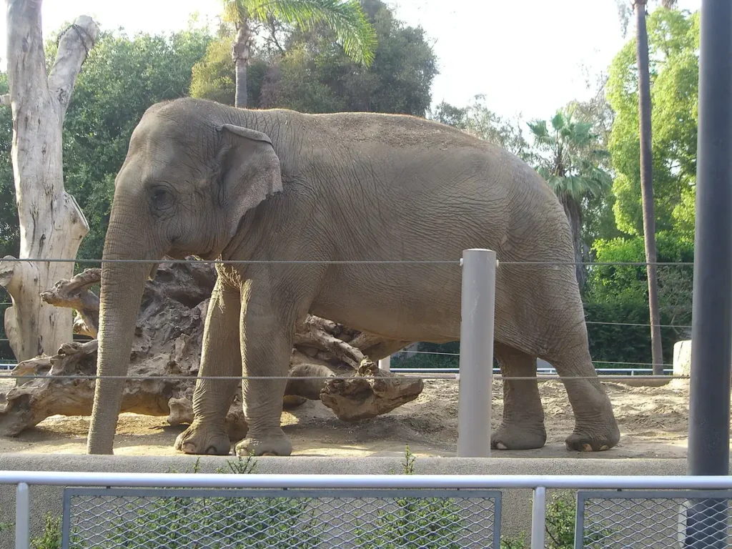 An elephant at the San Diego Zoo