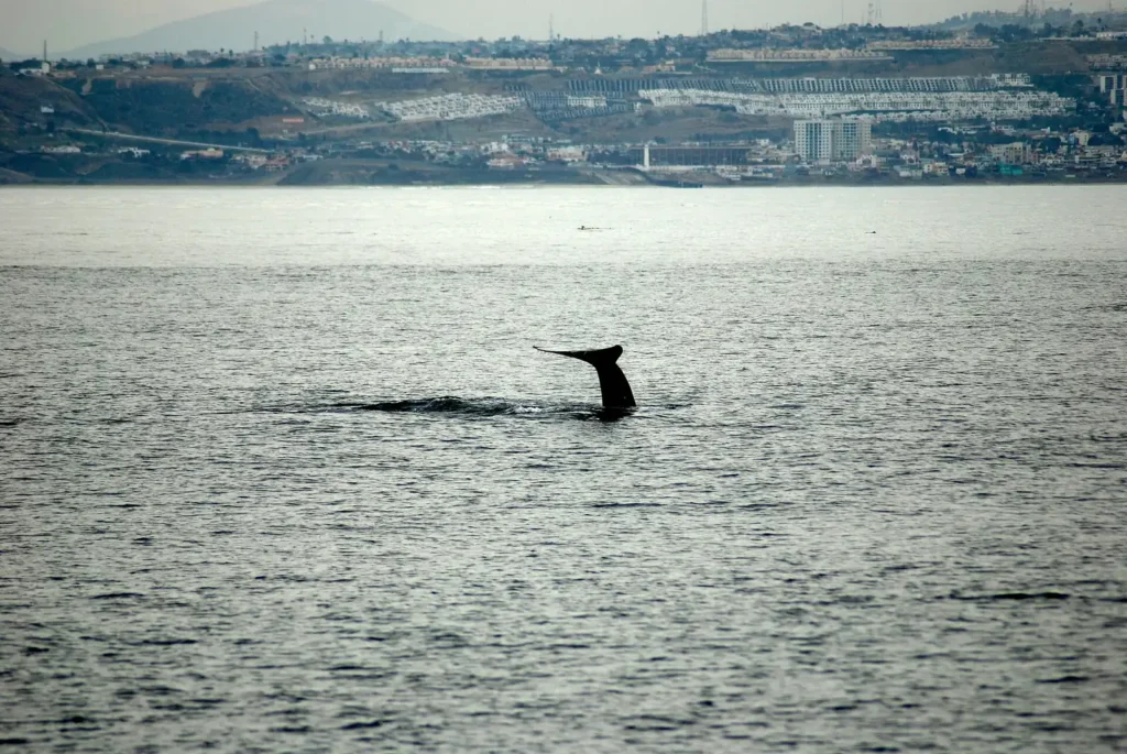 EM Gray Whale