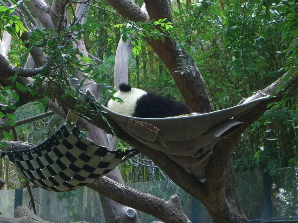 Giant panda at the San Diego Zoo