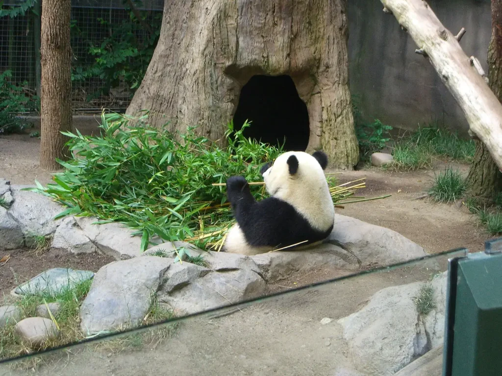 Giant panda eating bamboo at the San Diego Zoo