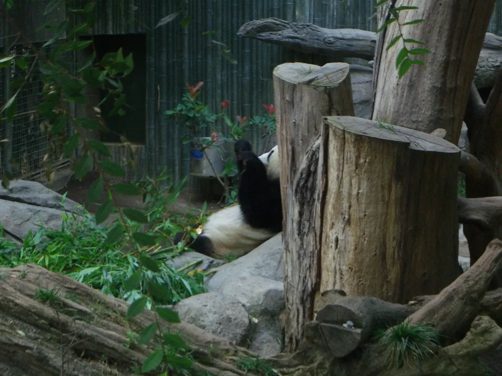 Giant panda habitat at the San Diego Zoo