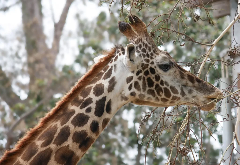 A giraffe in San Diego Zoo, California