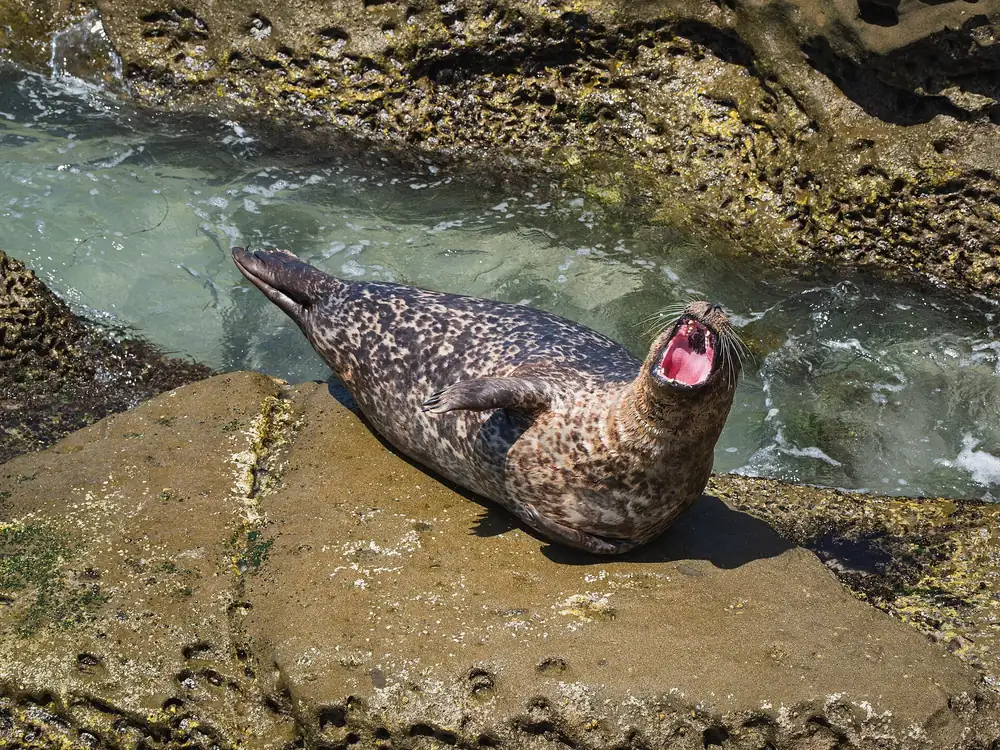 Harbor seal at Children's Pool in La Jolla