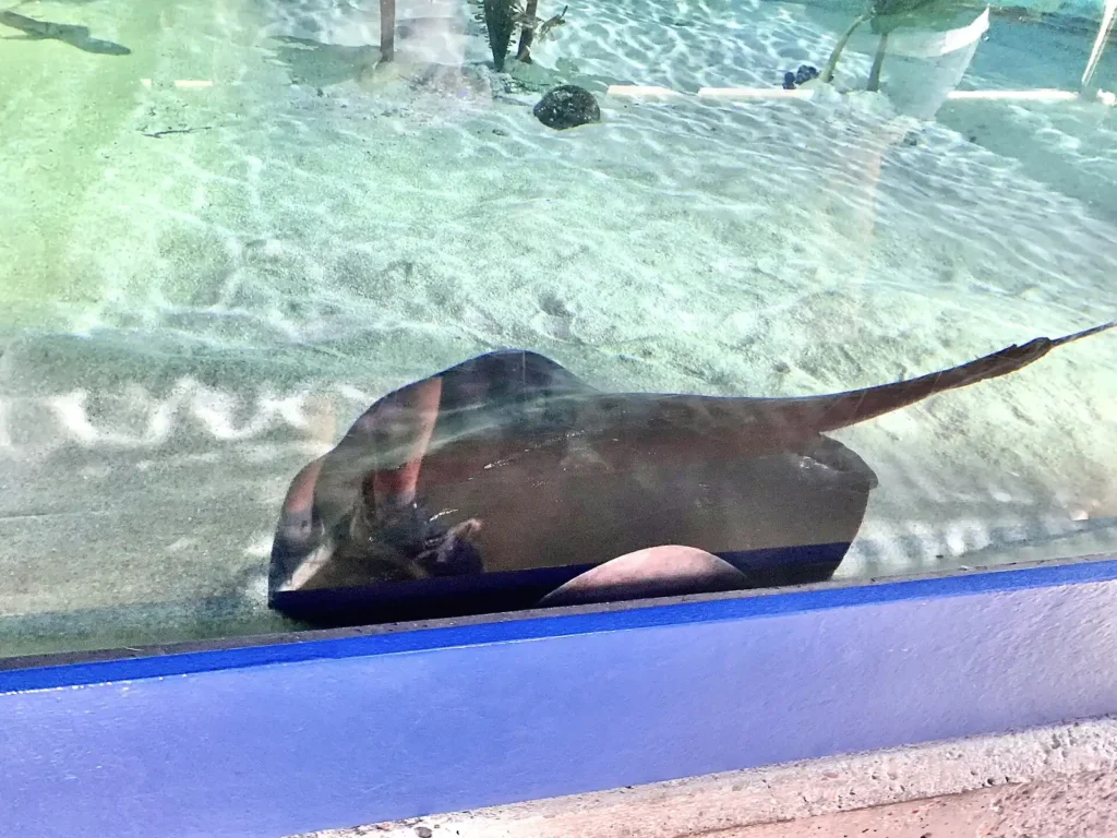 A diamond stingray in the Birch Aquarium’s Shark Shores exhibit in San Diego, California