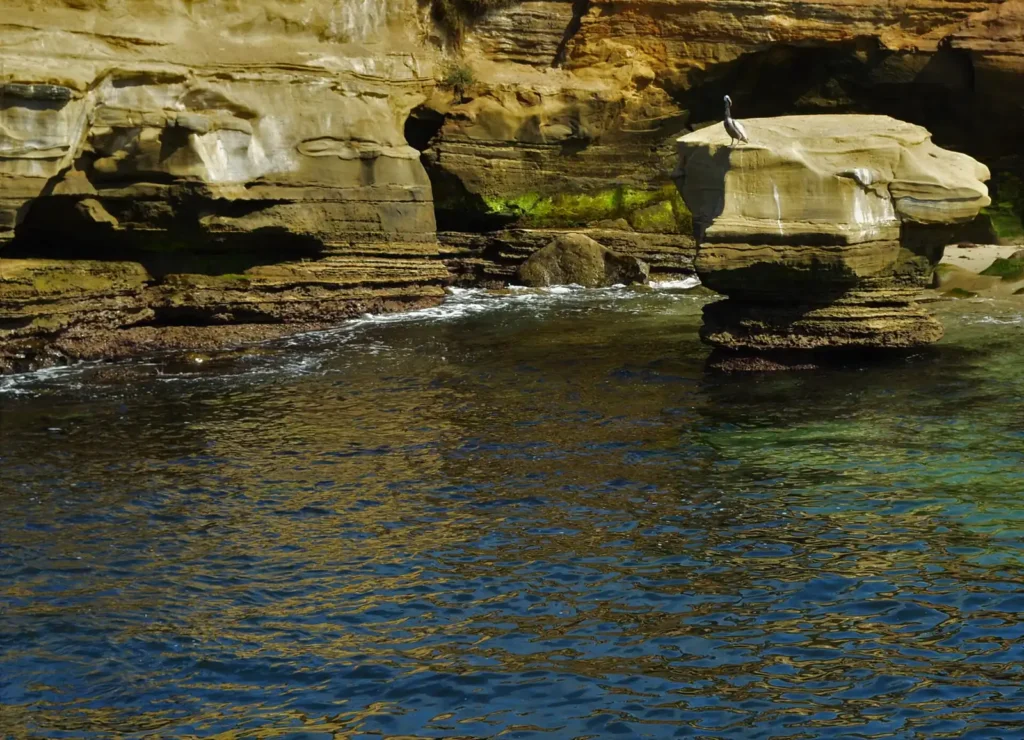 An extremely popular tourist spot, you can usually see sea lions and seals here, La Jolla