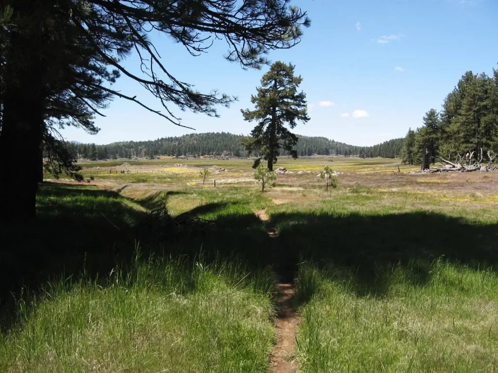 LAGUNA MEADOW FROM CHICO RAVINE TRAIL