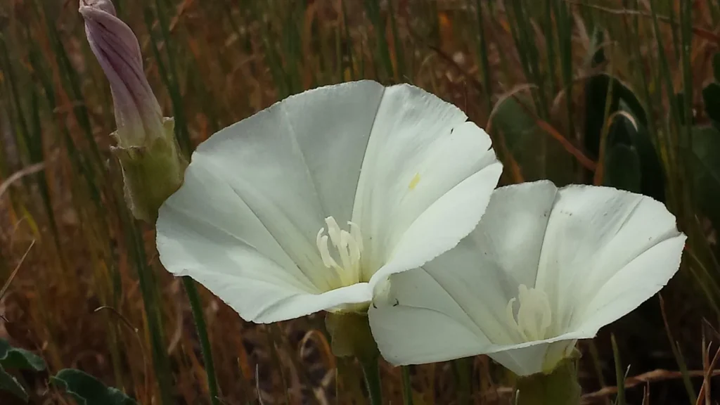 Morning glory flowers along a San Diego trail