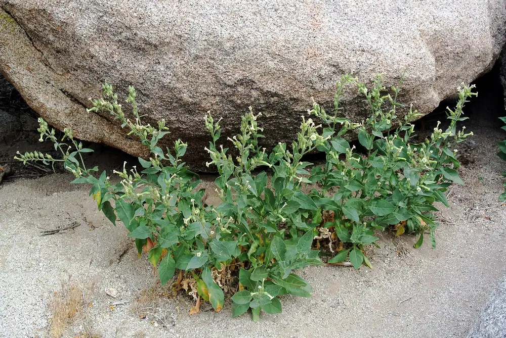 Nicotiana obtusifolia in Anza-Borrego Desert State Park