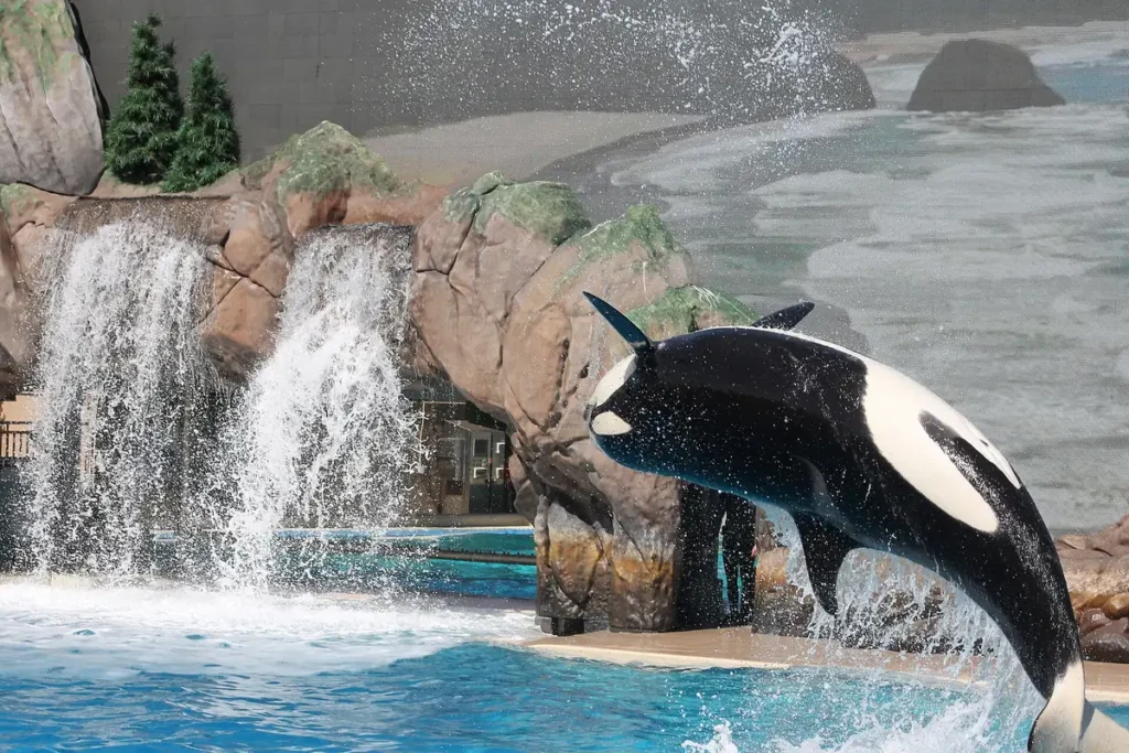Orca leaping at SeaWorld San Diego