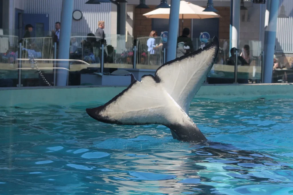 An orca shows its tail to guests during the Dine With Orcas Experience at SeaWorld San Diego