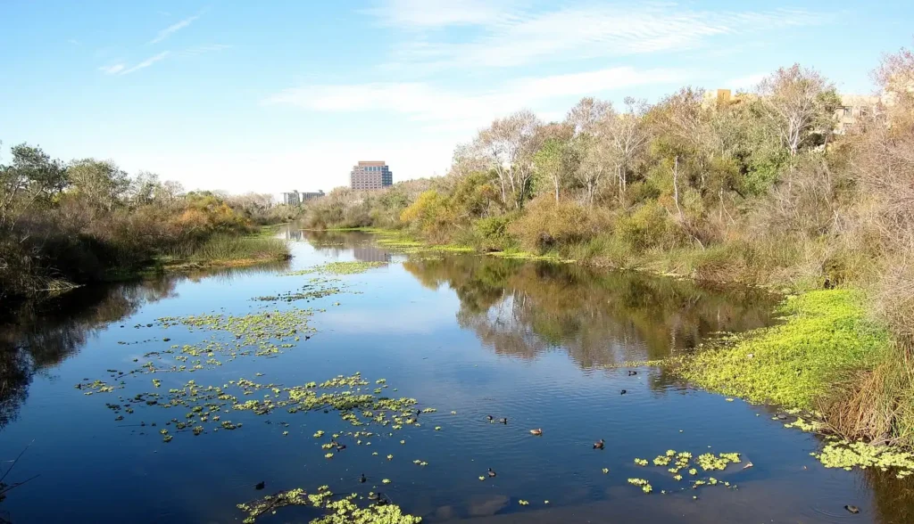 San Diego River wetlands in Mission Valley