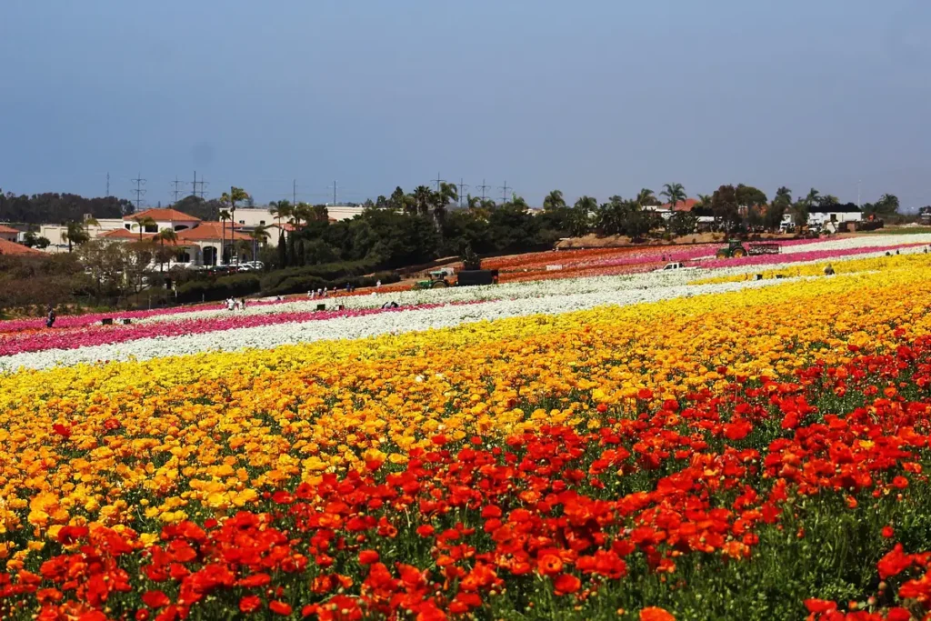 The Flower Fields in Carlsbad in bloom