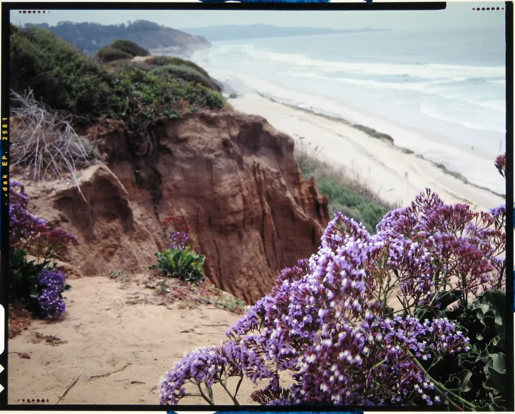Wildflowers on the bluffs above Del Mar beach