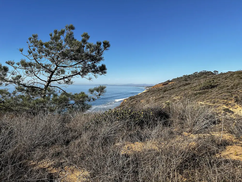 A wind-shaped Torrey pine on a scrub-covered bluff, with the beach and the Pacific behind, Torrey Pines State Beach